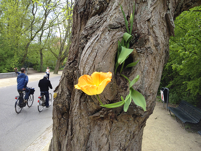 p_TreeTulipVondelpark_slaws